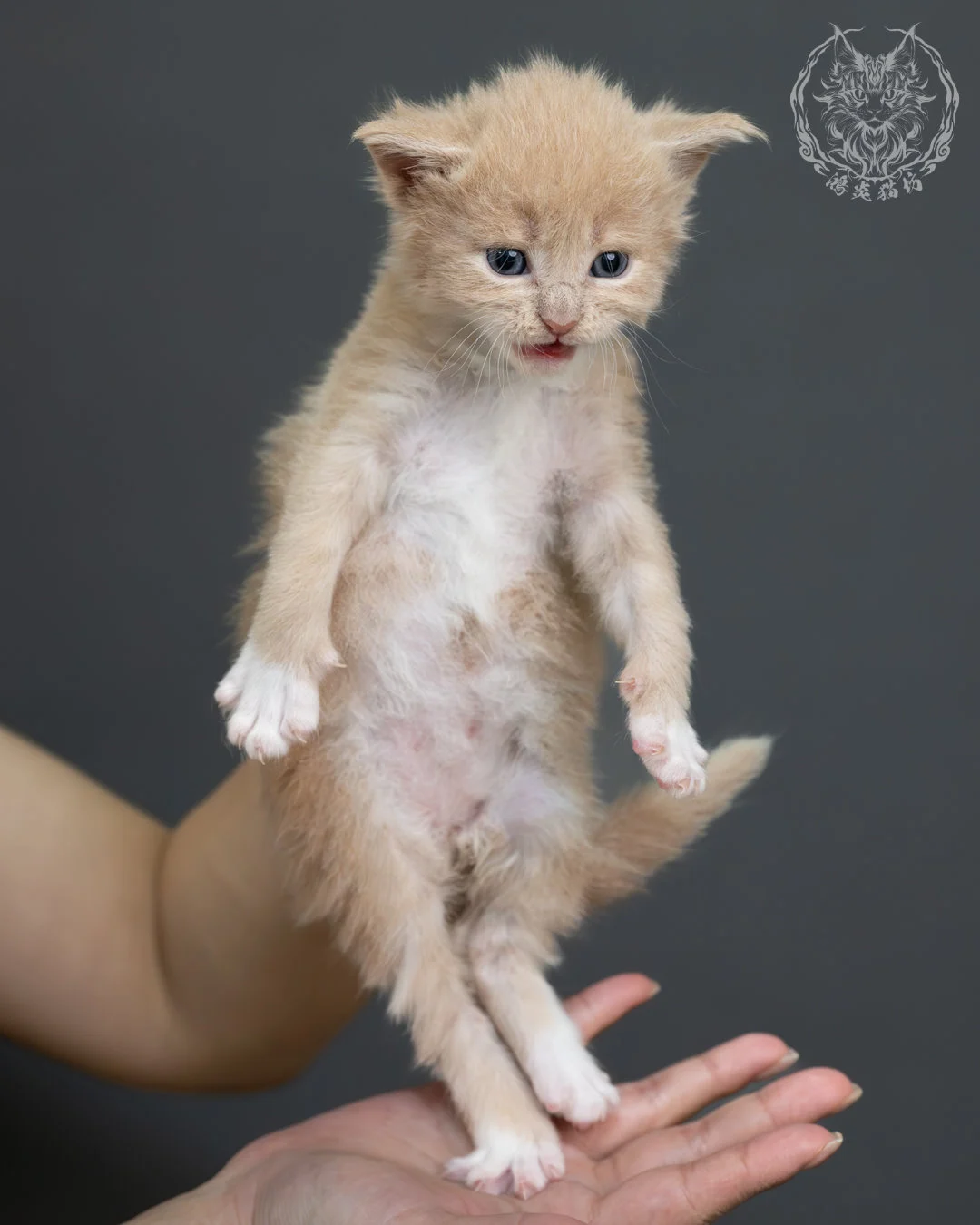 奶油虎斑緬因貓 10