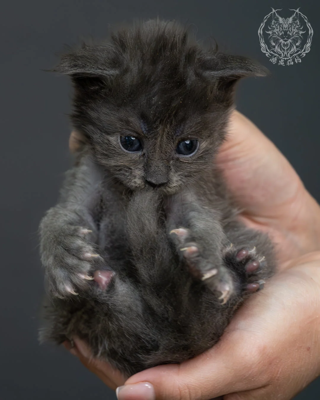 藍煙燻緬因貓 18