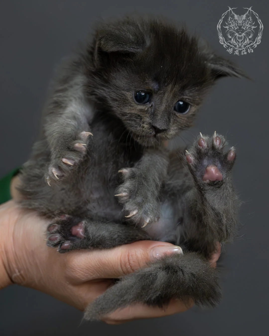 藍煙燻緬因貓 12