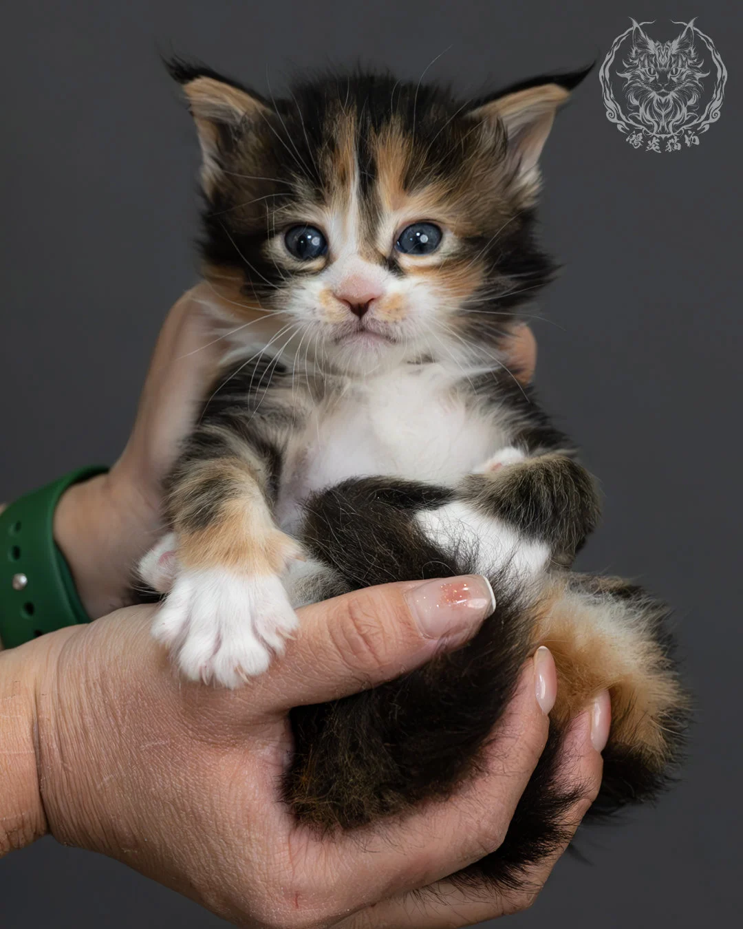 虎斑玳帽緬因貓 14