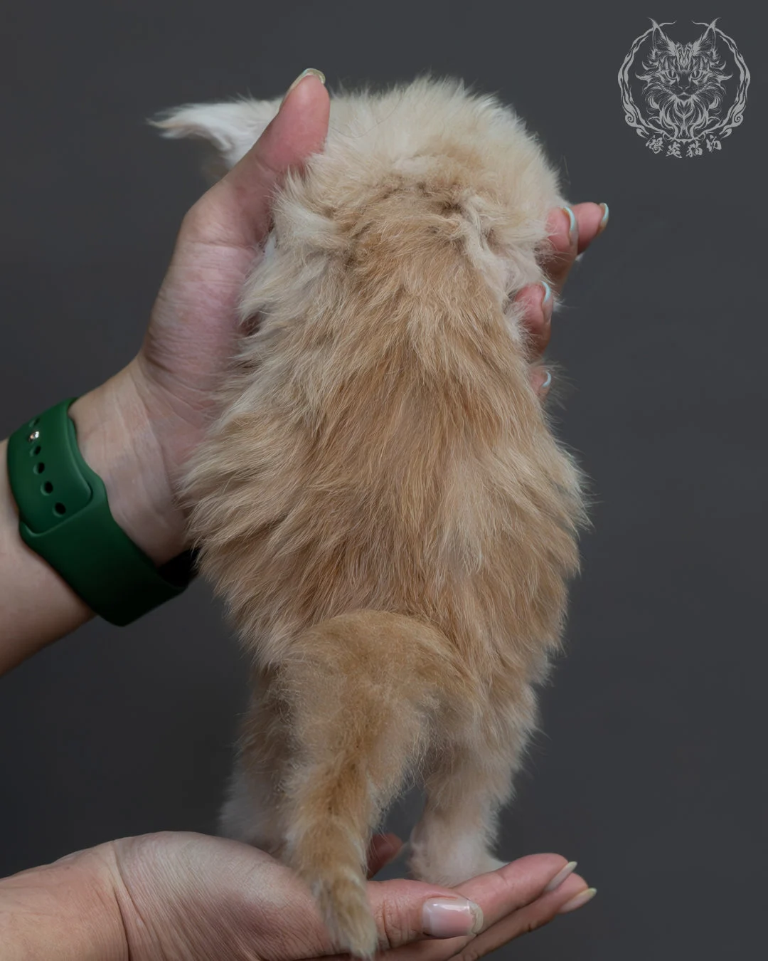 紅銀虎斑緬因貓 6