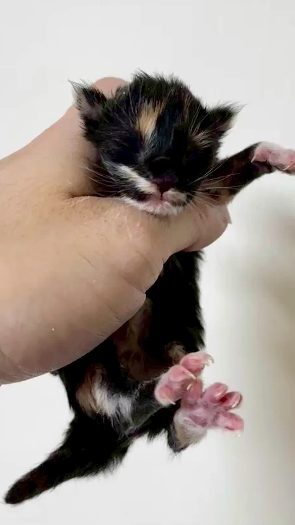 玳帽緬因貓1天記錄