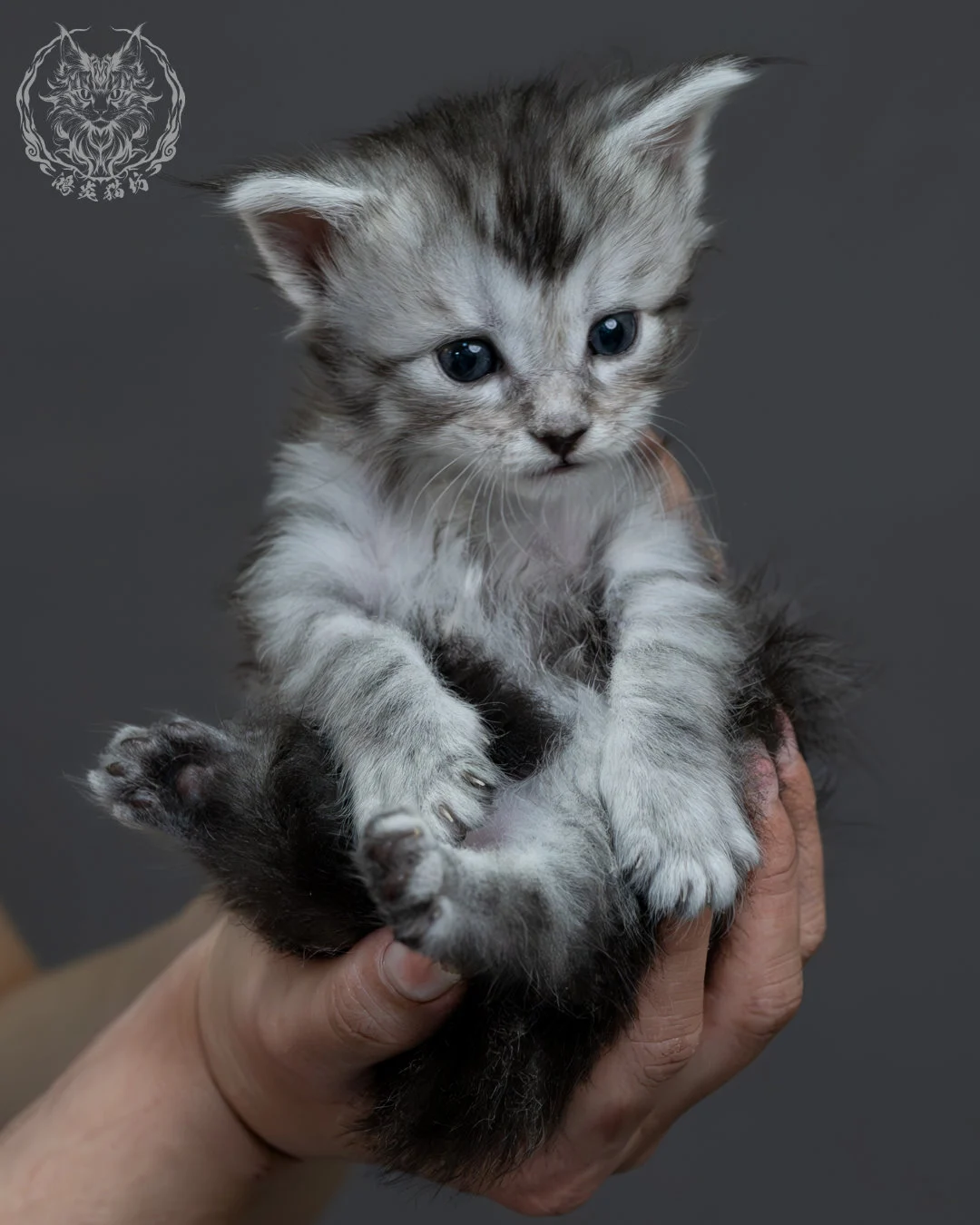 黑銀虎斑緬因貓 15