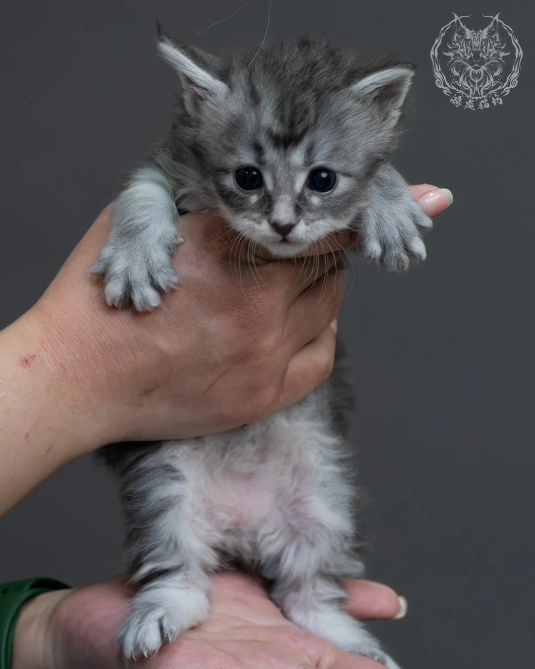 藍銀虎斑緬因貓 3