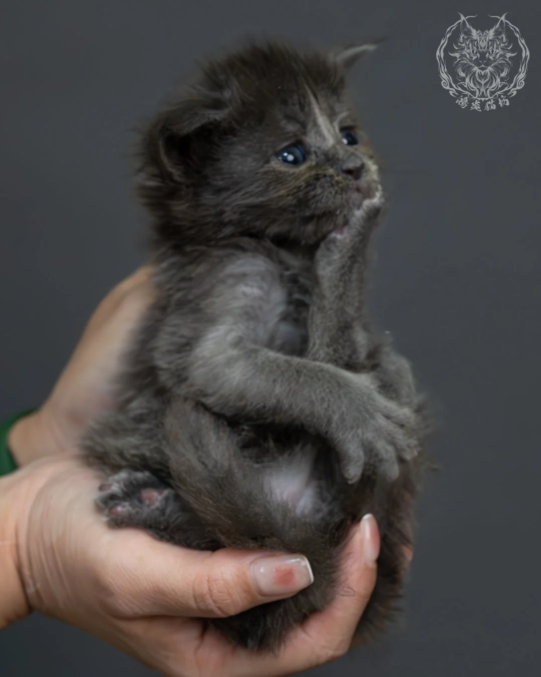 藍煙燻緬因貓 13