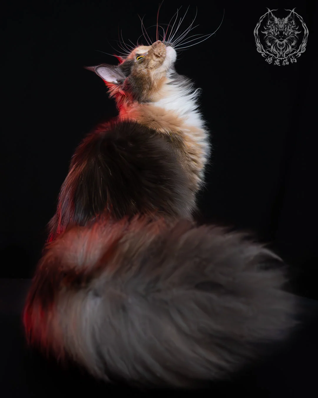 藍乳玳帽緬因貓 5