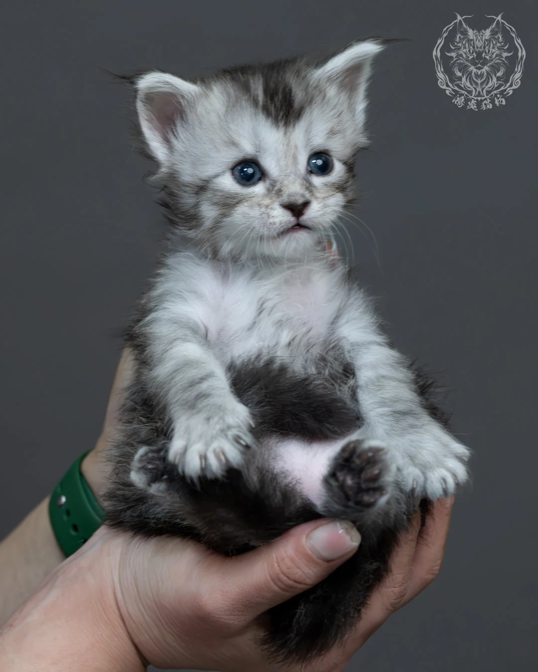 黑銀虎斑緬因貓 12