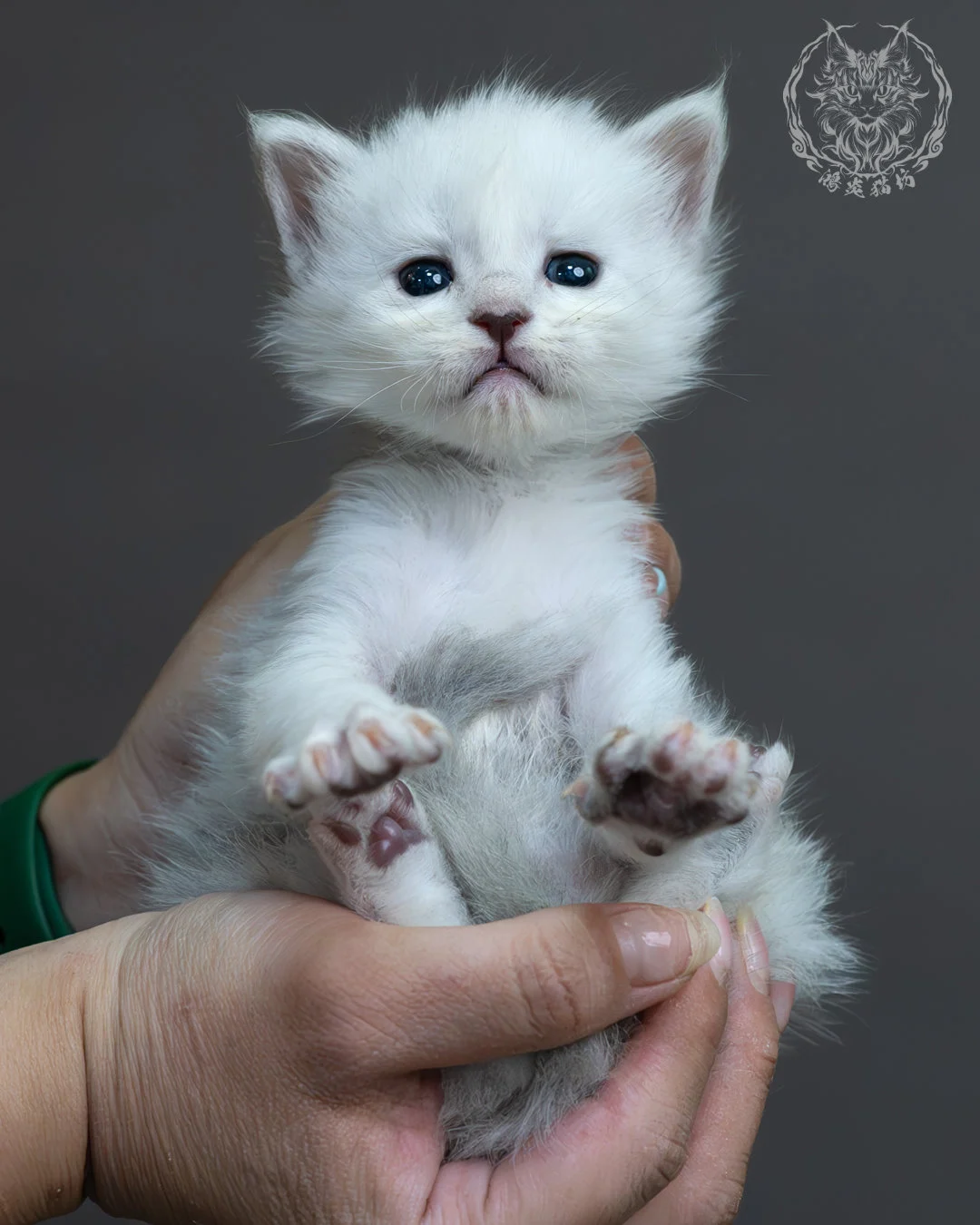 黑銀陰影緬因貓 11