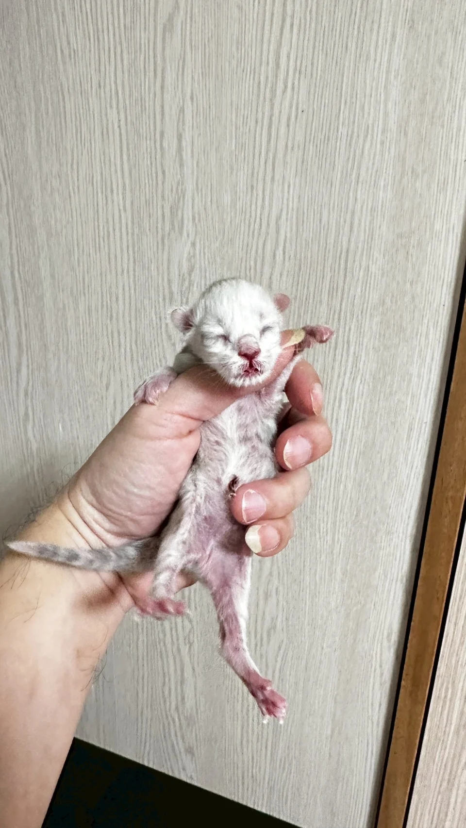 黑銀陰影緬因貓1天記錄