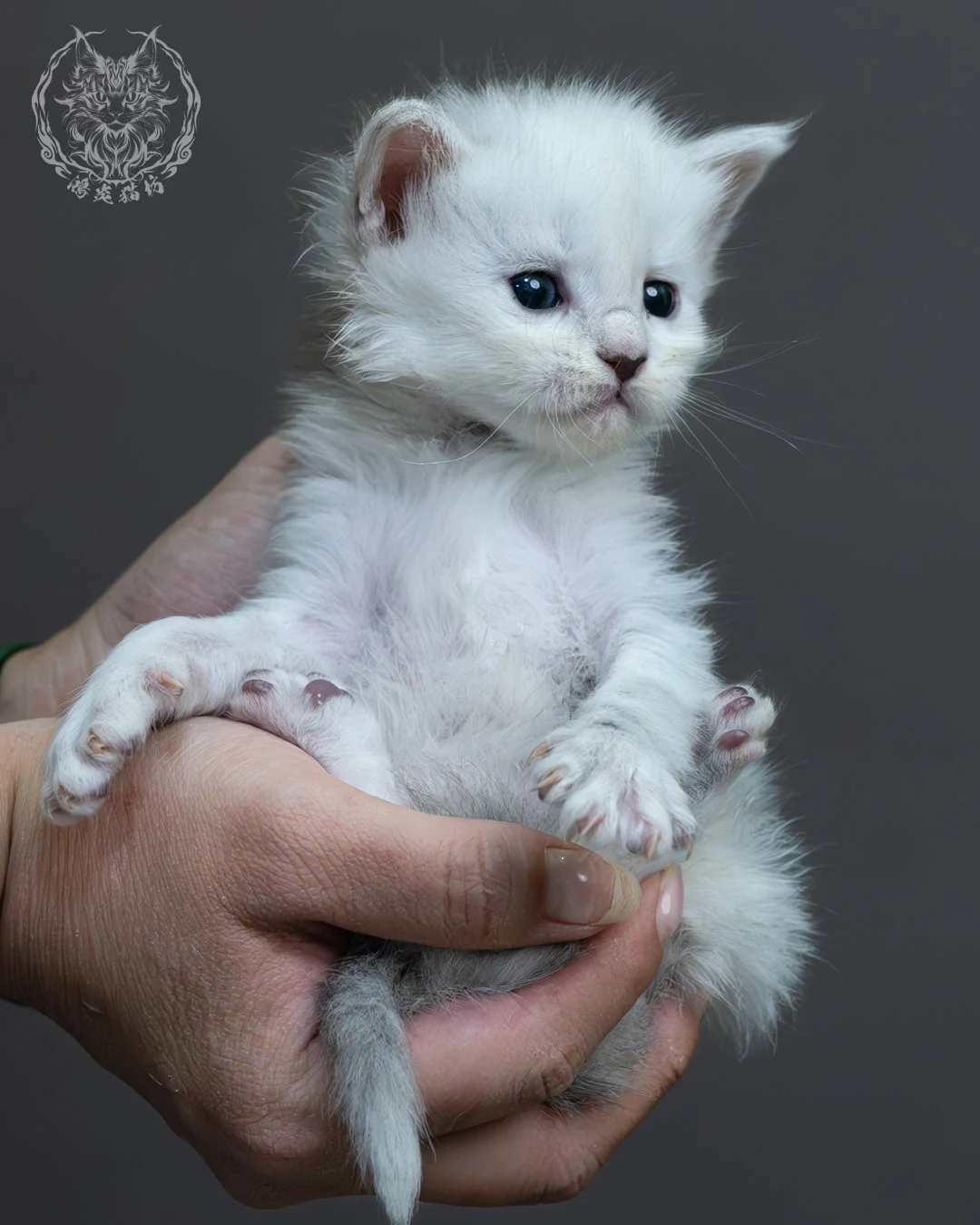 黑銀陰影緬因貓 13