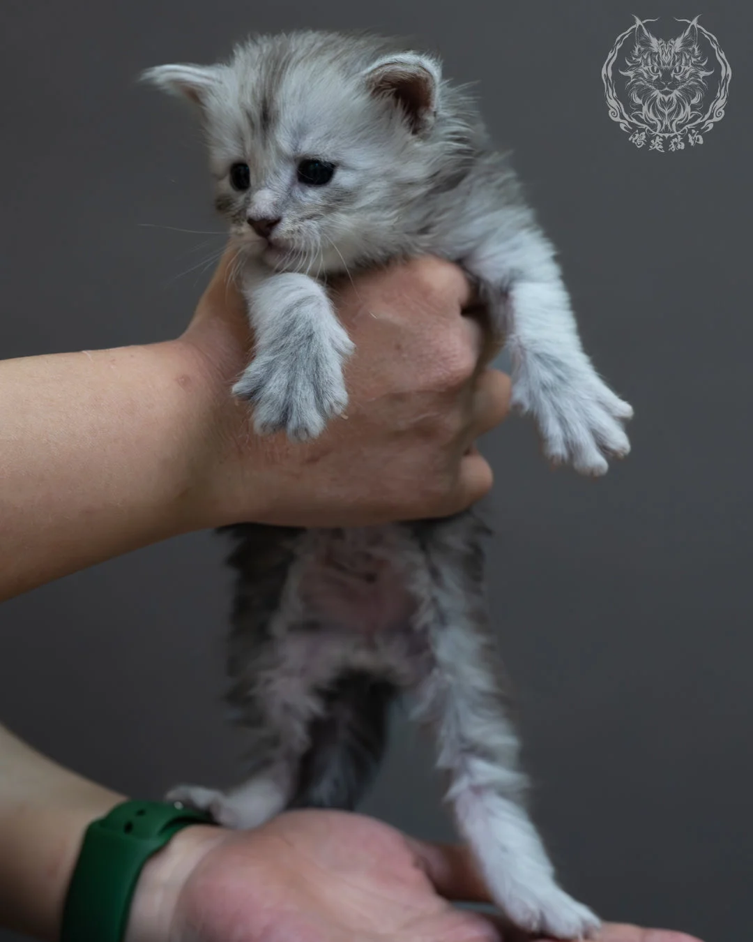 藍銀虎斑緬因貓 2