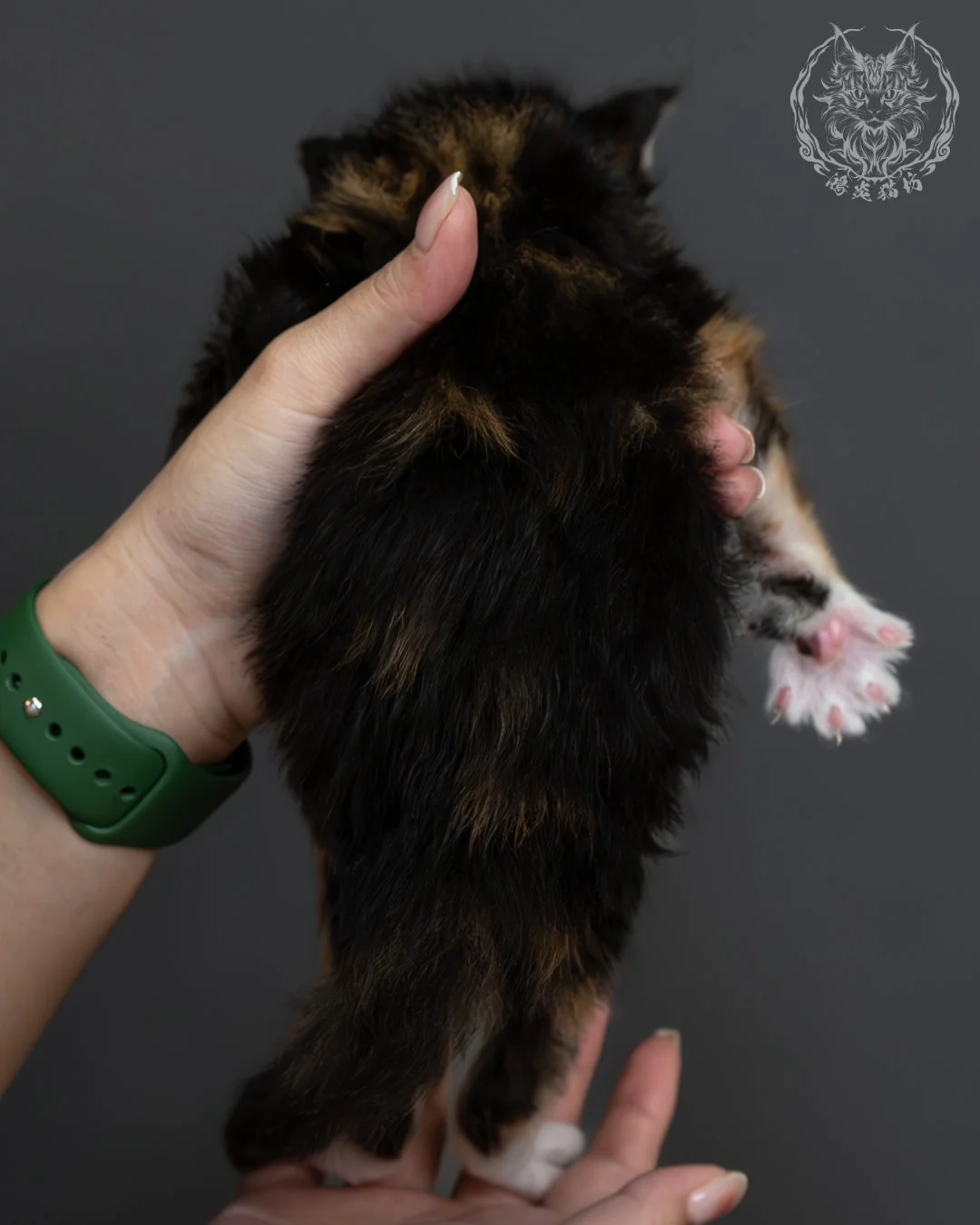 虎斑玳帽緬因貓 9