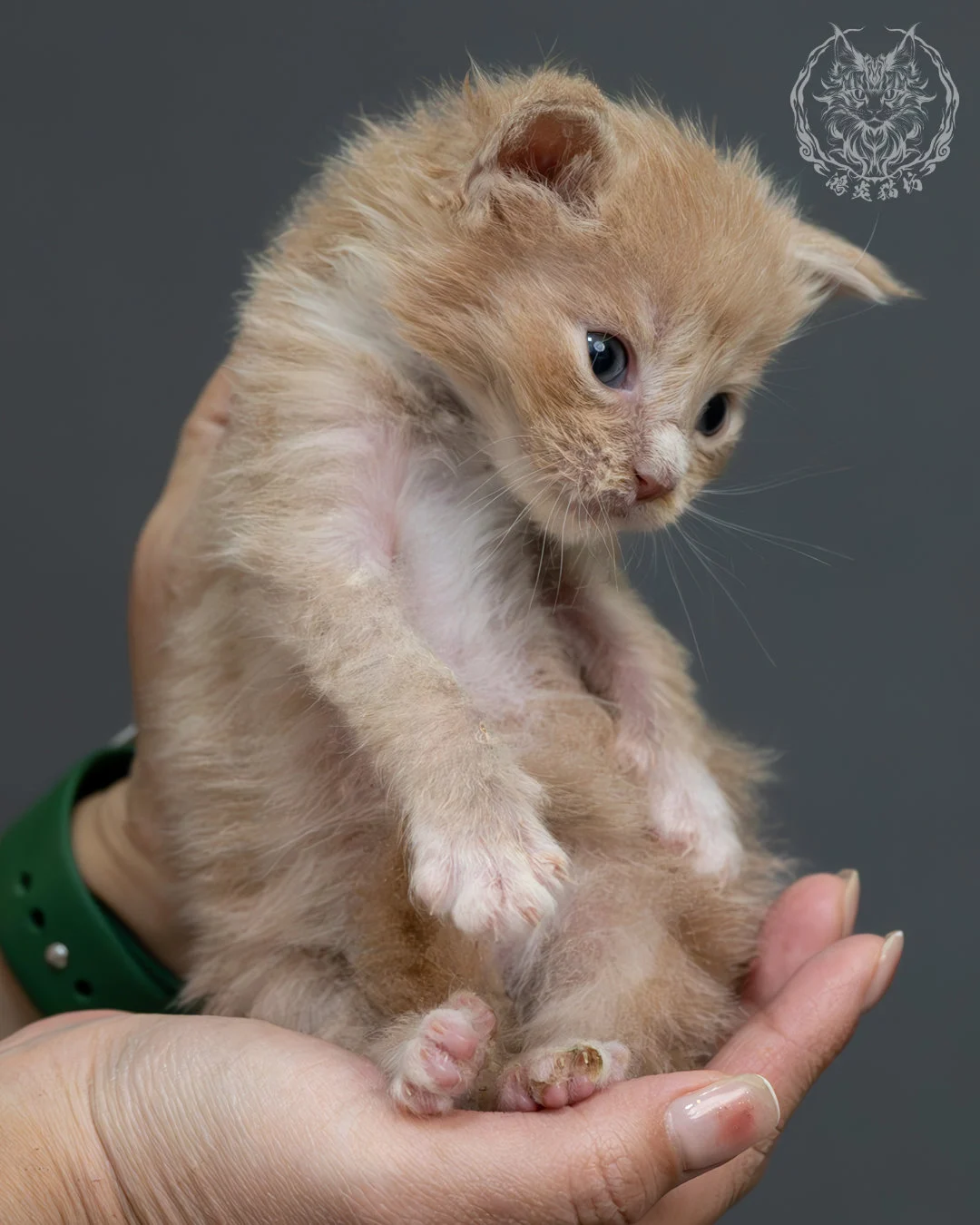 奶油虎斑緬因貓 5