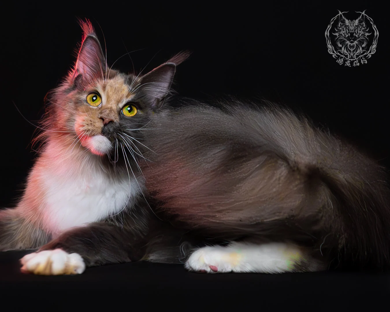 藍乳玳帽緬因貓 22