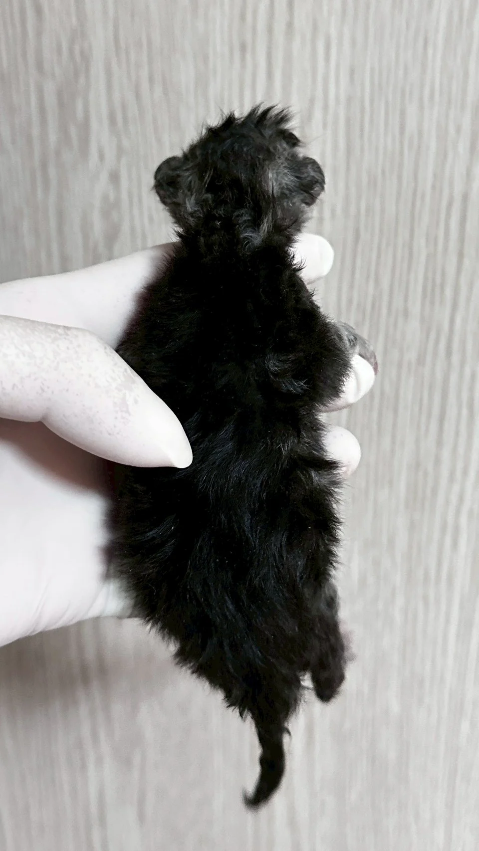 藍銀虎斑緬因貓1天記錄