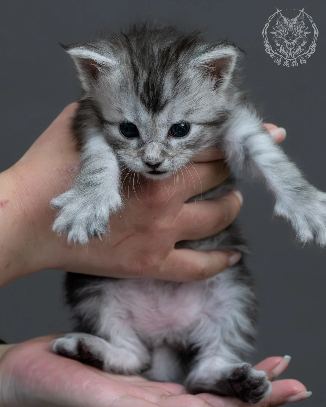 黑銀虎斑緬因貓 1