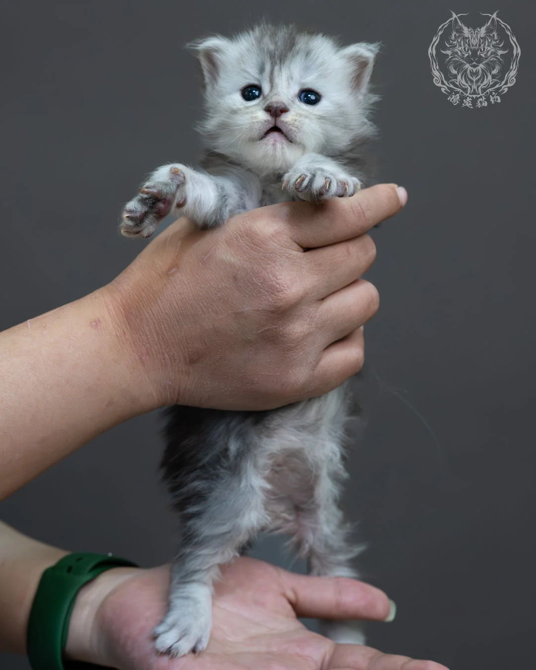 藍銀虎斑緬因貓 6