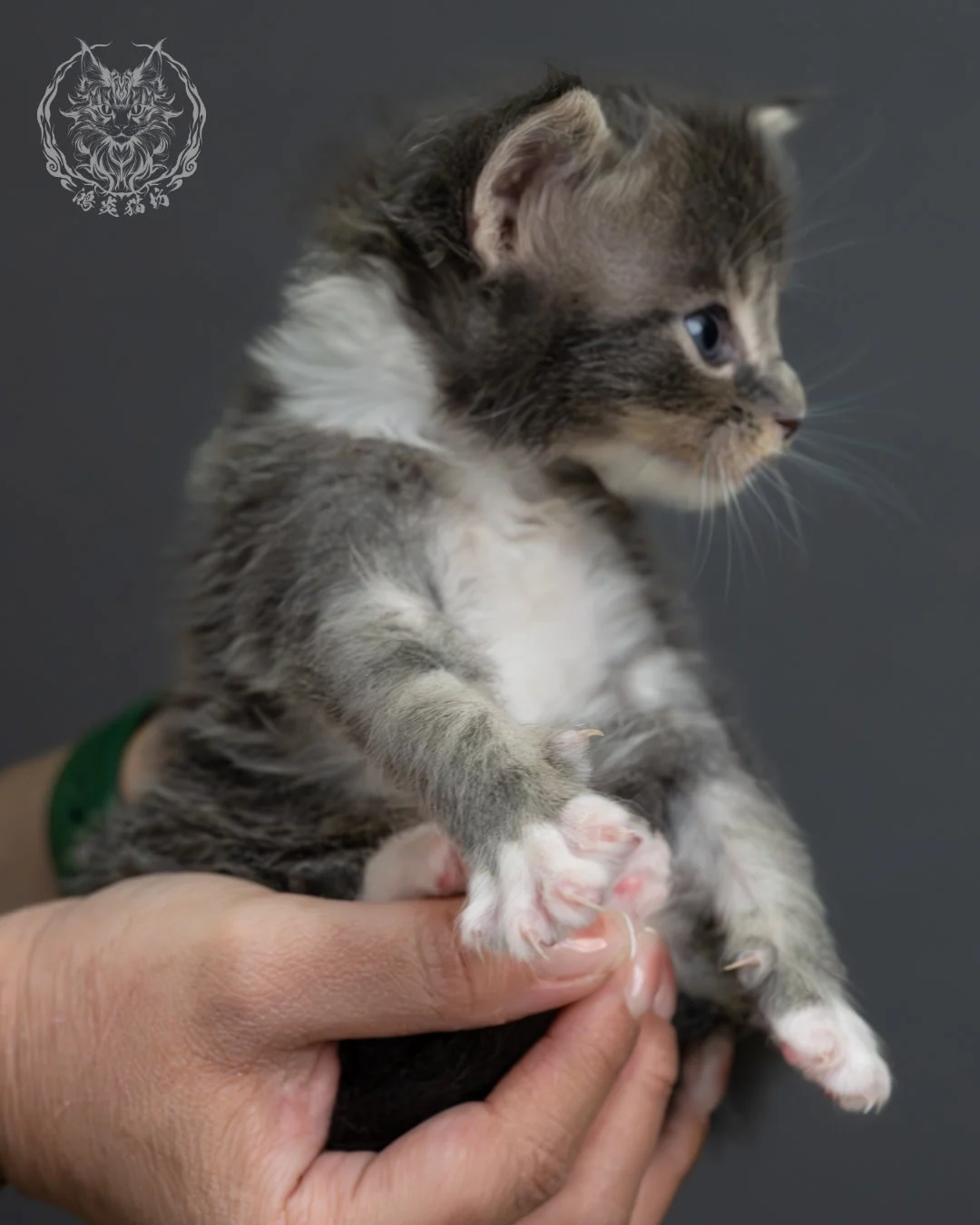 藍虎斑緬因貓 10