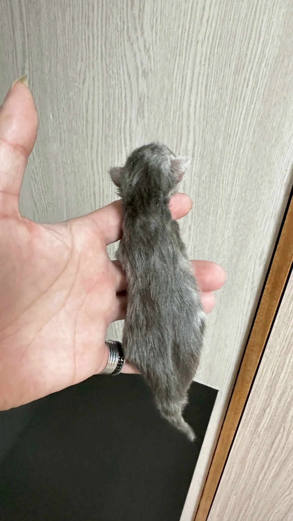 藍銀虎斑緬因貓1天記錄