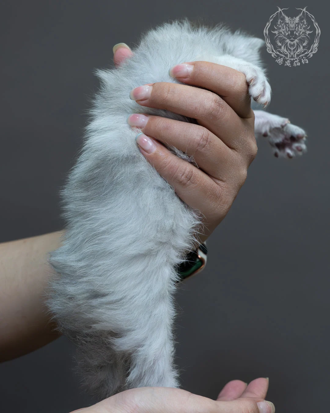 黑銀陰影緬因貓 9