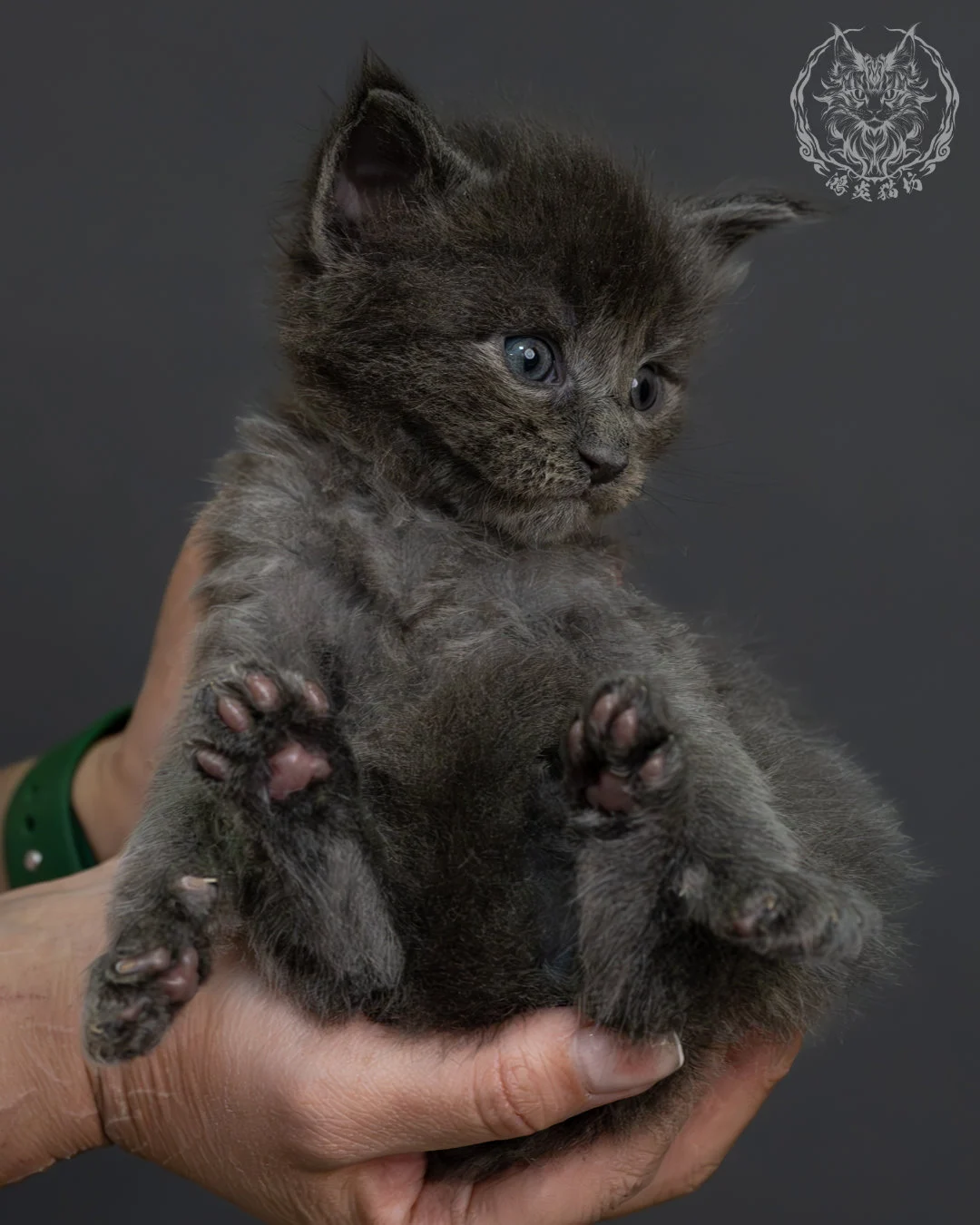 藍煙燻緬因貓 2