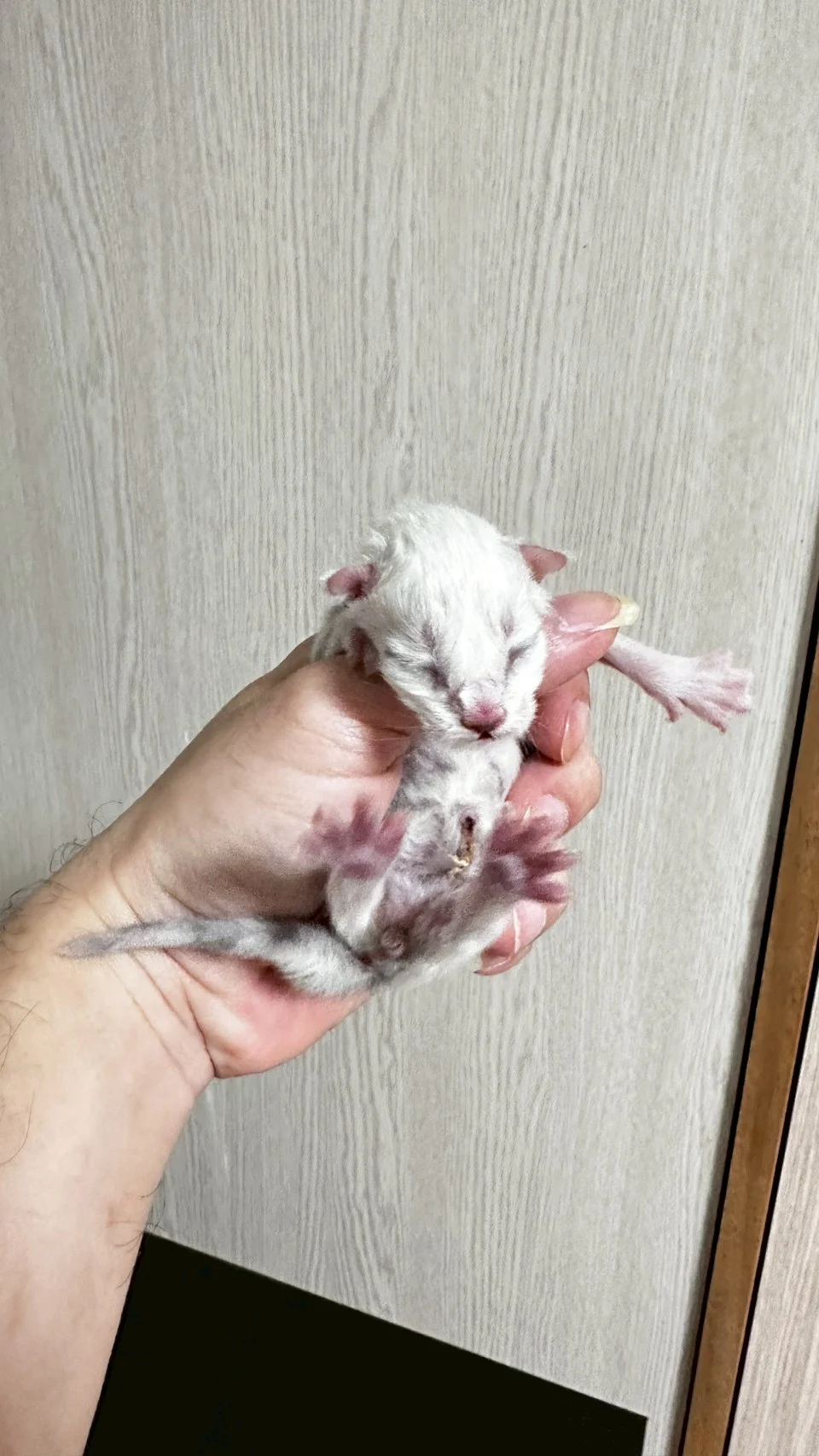 黑銀貝殼緬因貓1天記錄