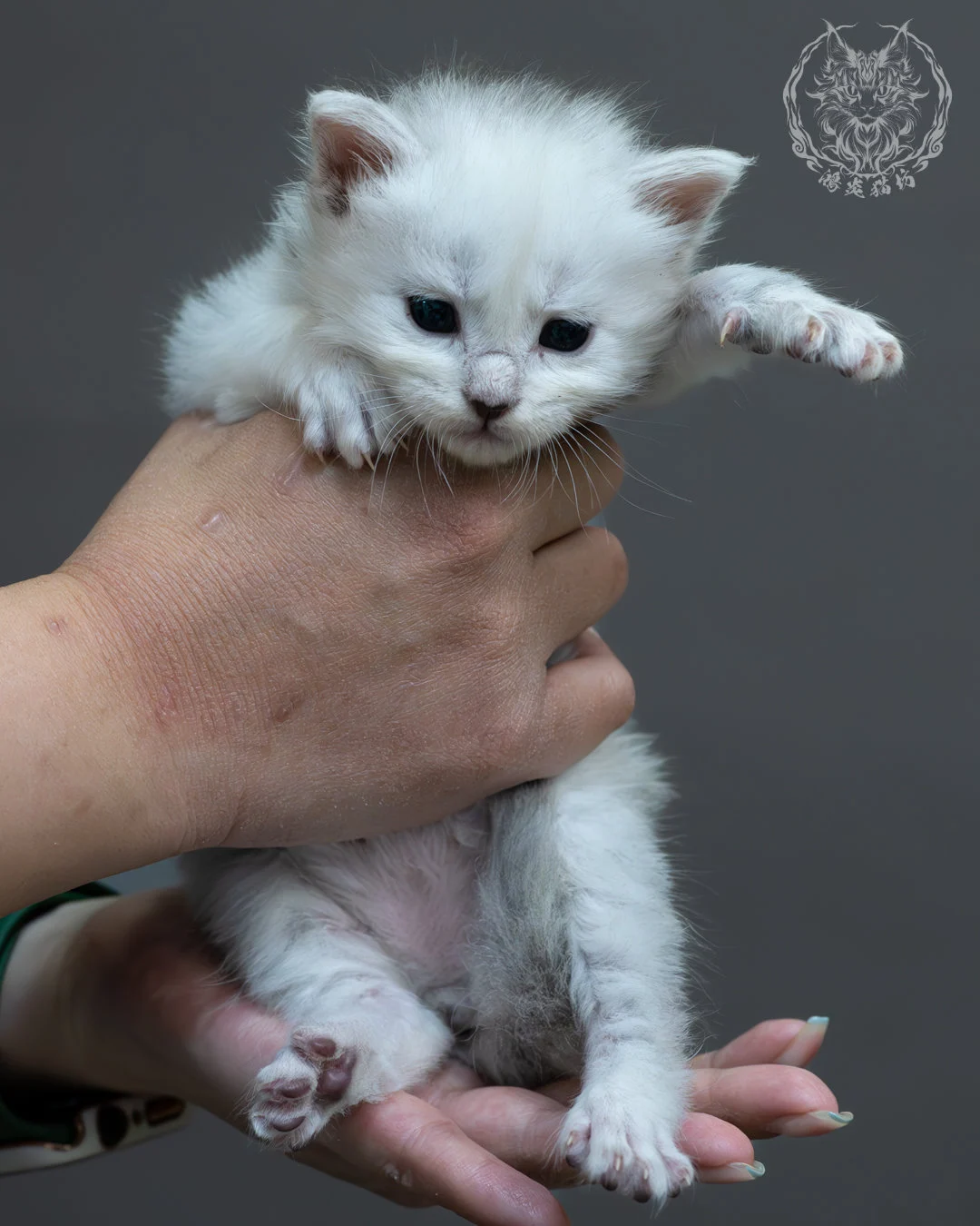 黑銀陰影緬因貓 2