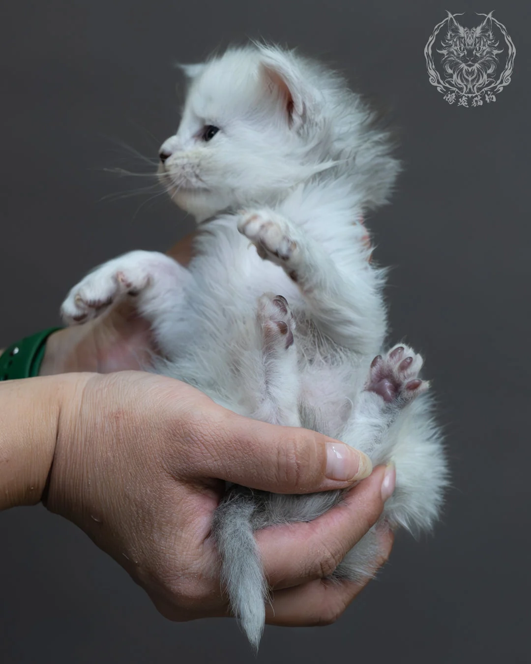 黑銀陰影緬因貓 14