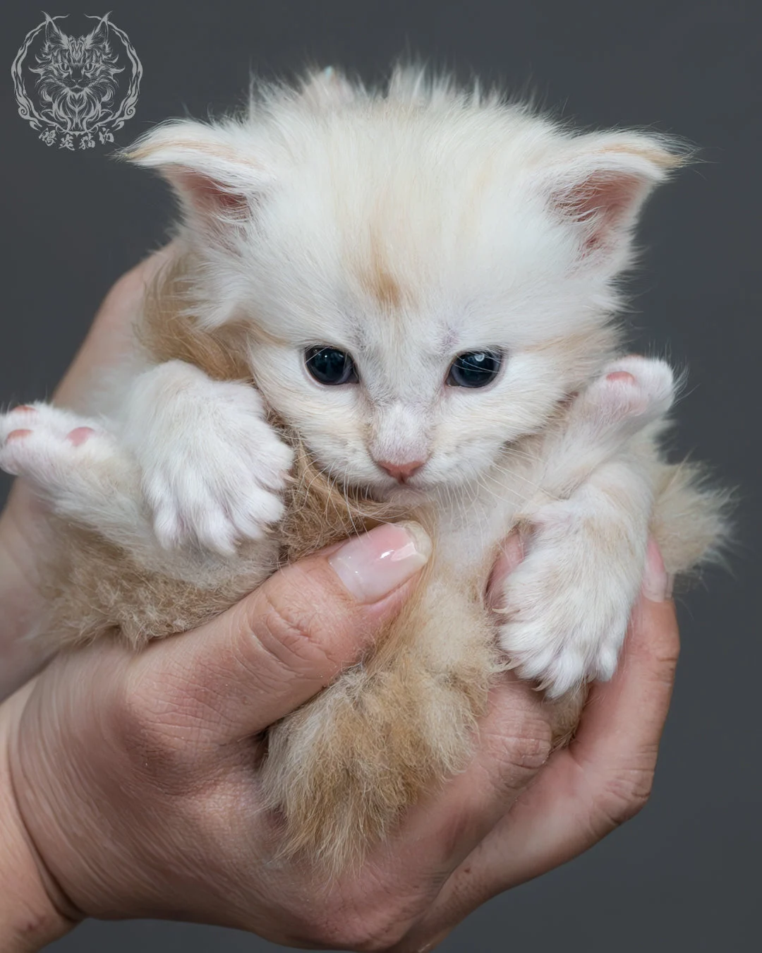 紅銀虎斑緬因貓 8