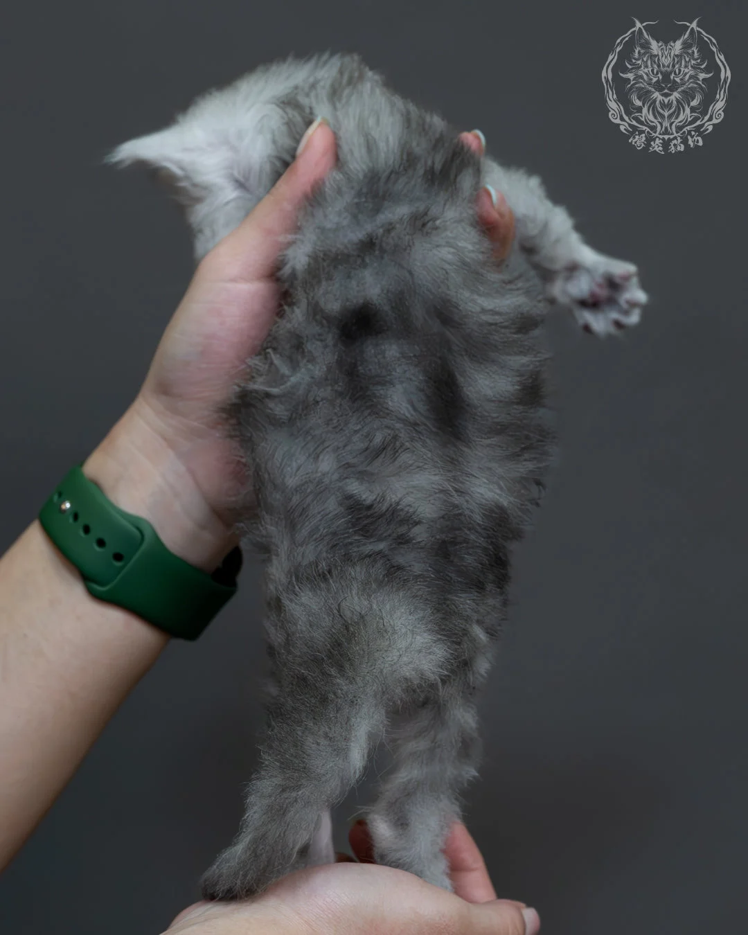 藍銀陰影緬因貓 9