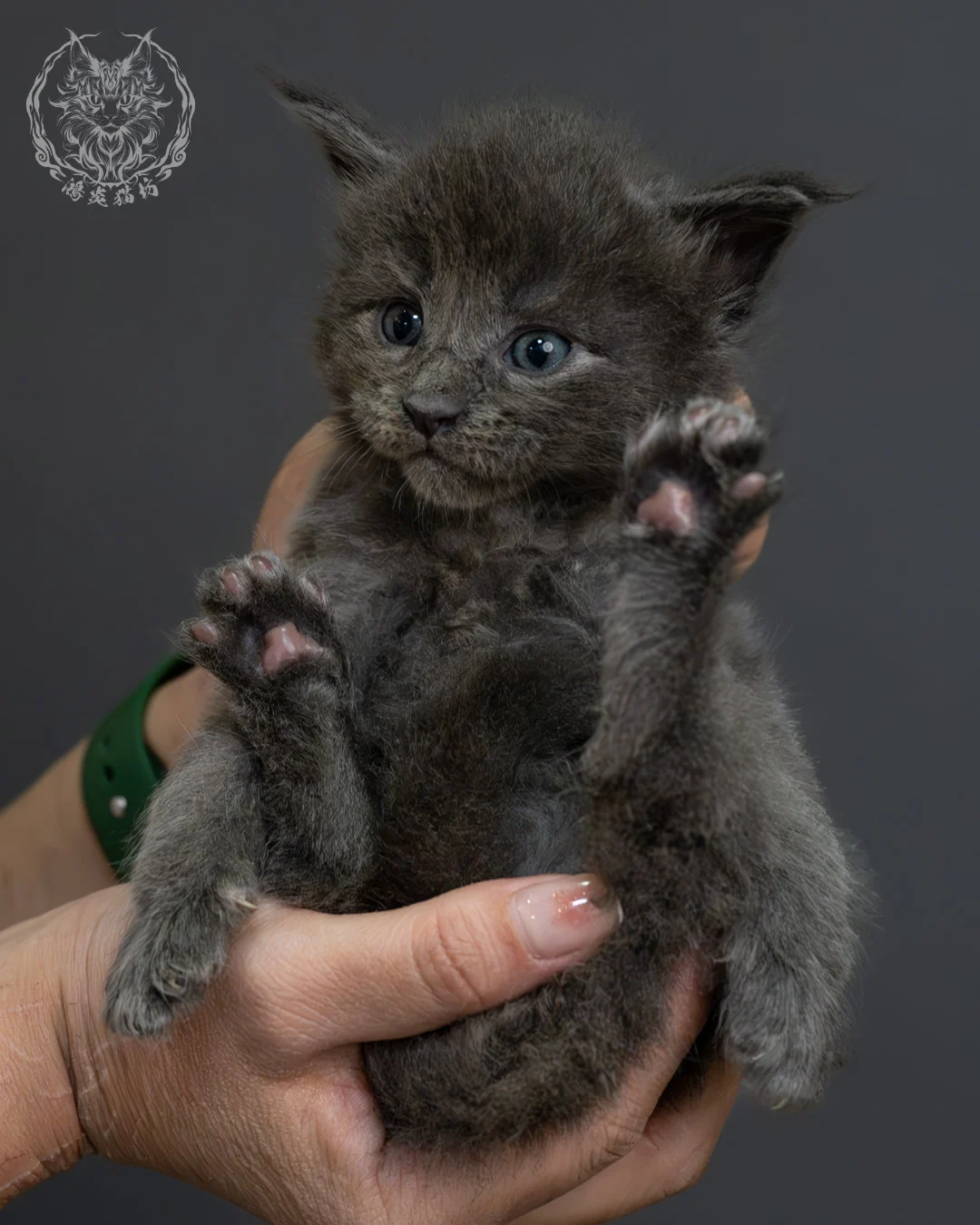 藍煙燻緬因貓 5