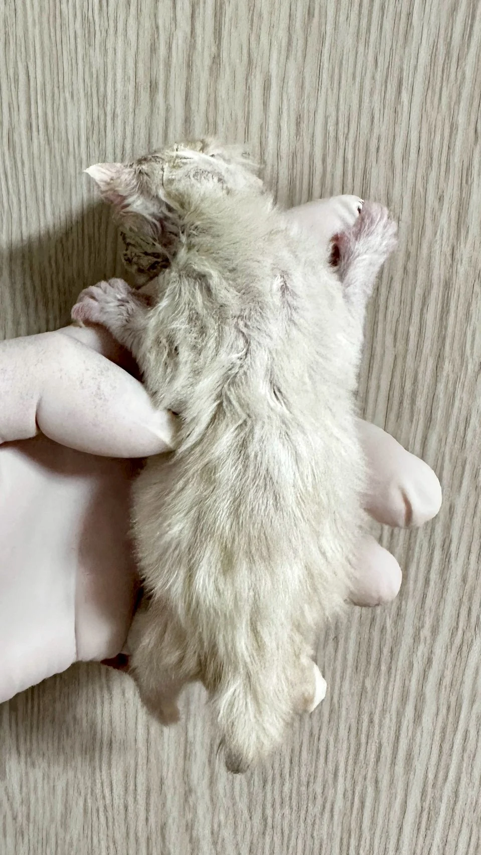 紅銀貝殼色緬因貓1天記錄