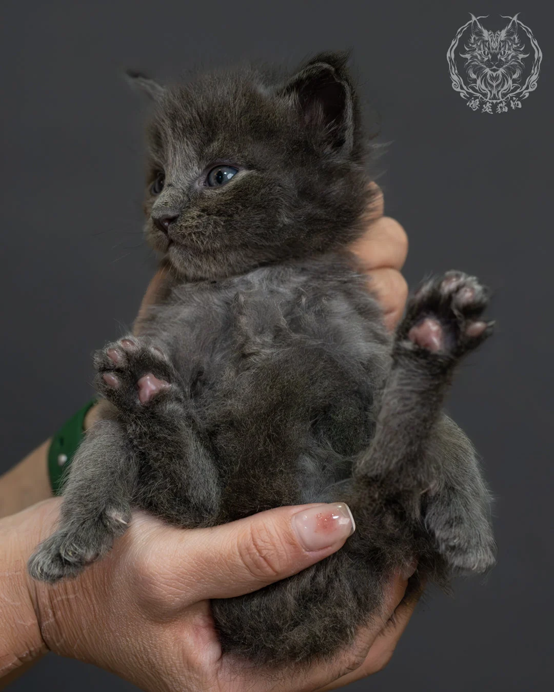 藍煙燻緬因貓 4