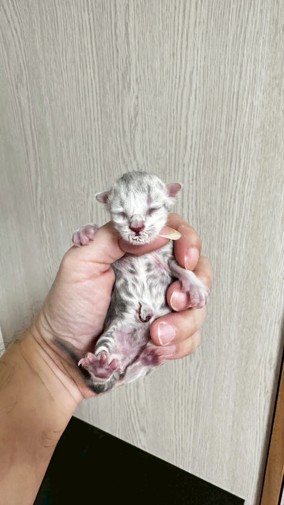 藍銀虎斑緬因貓1天記錄