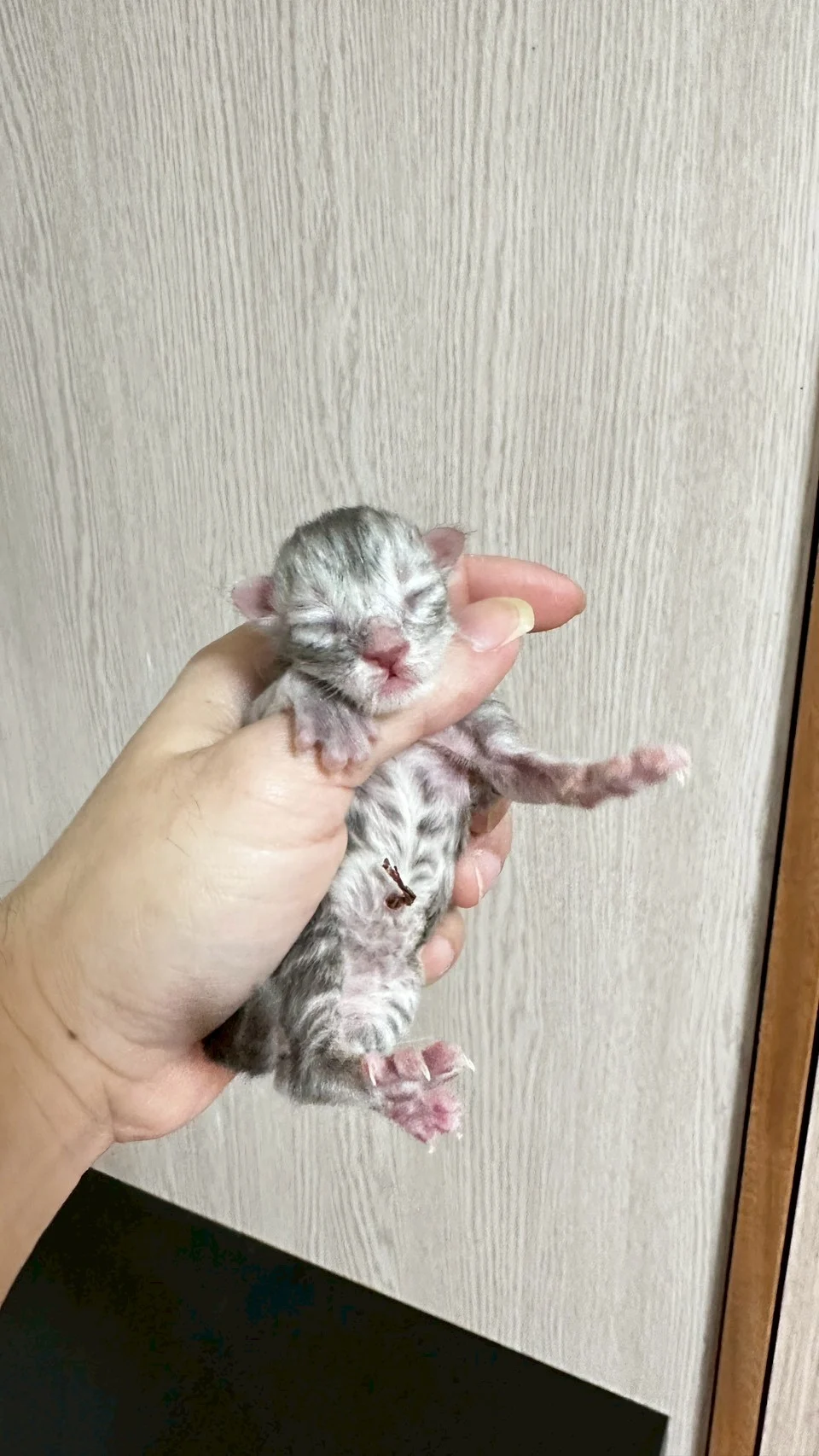 藍銀虎斑緬因貓1天記錄