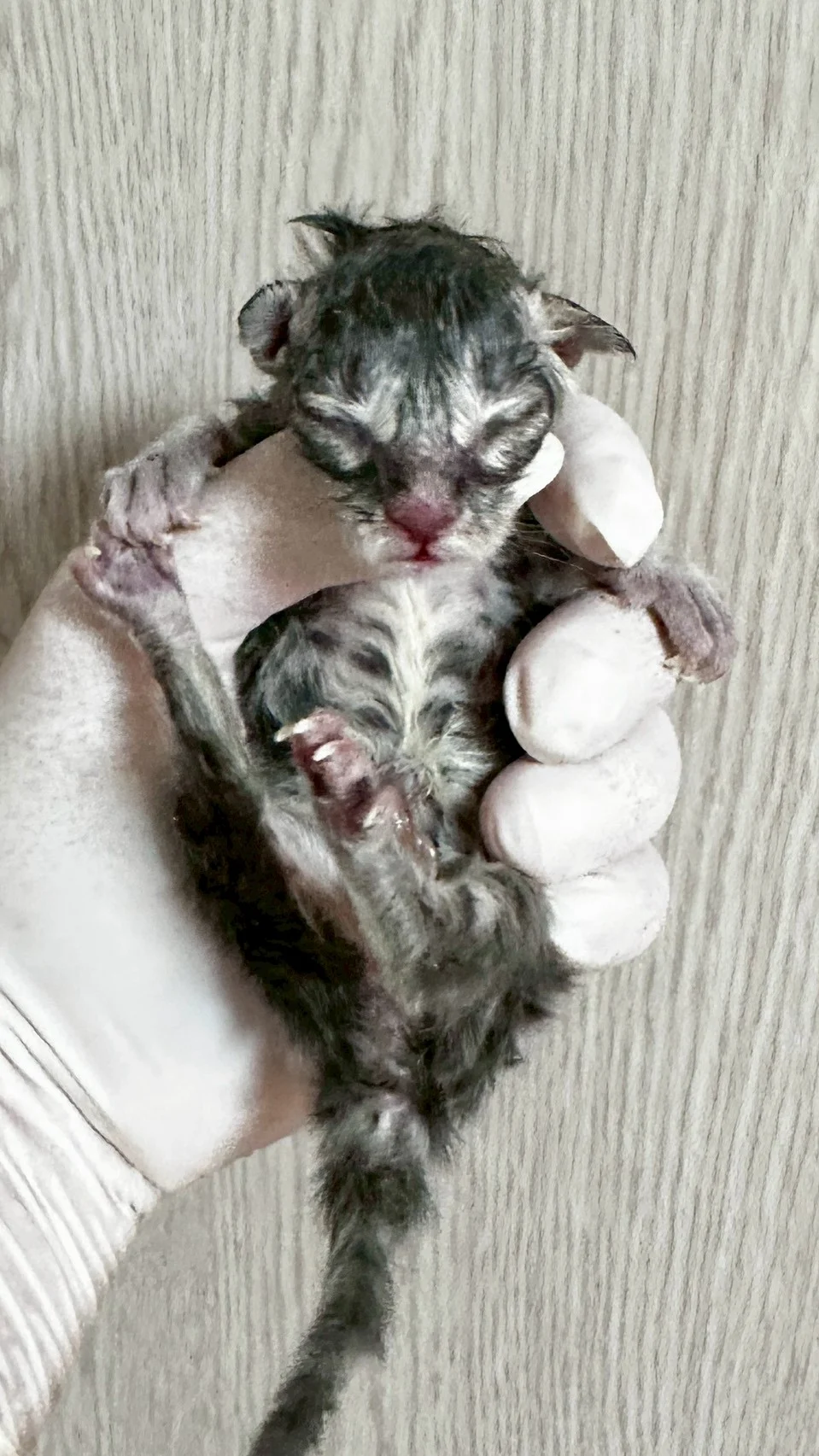 藍銀虎斑緬因貓