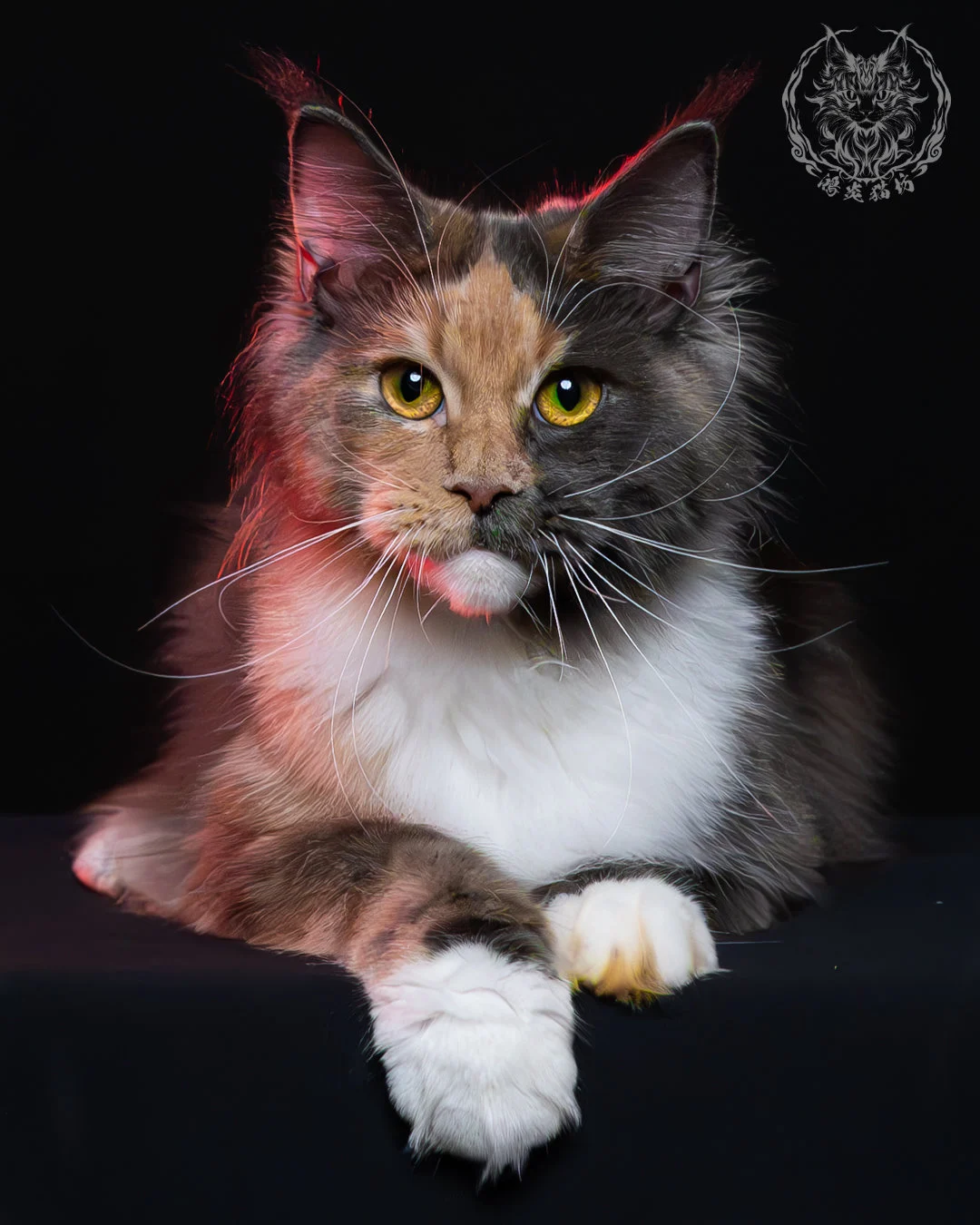 藍乳玳帽緬因貓 14