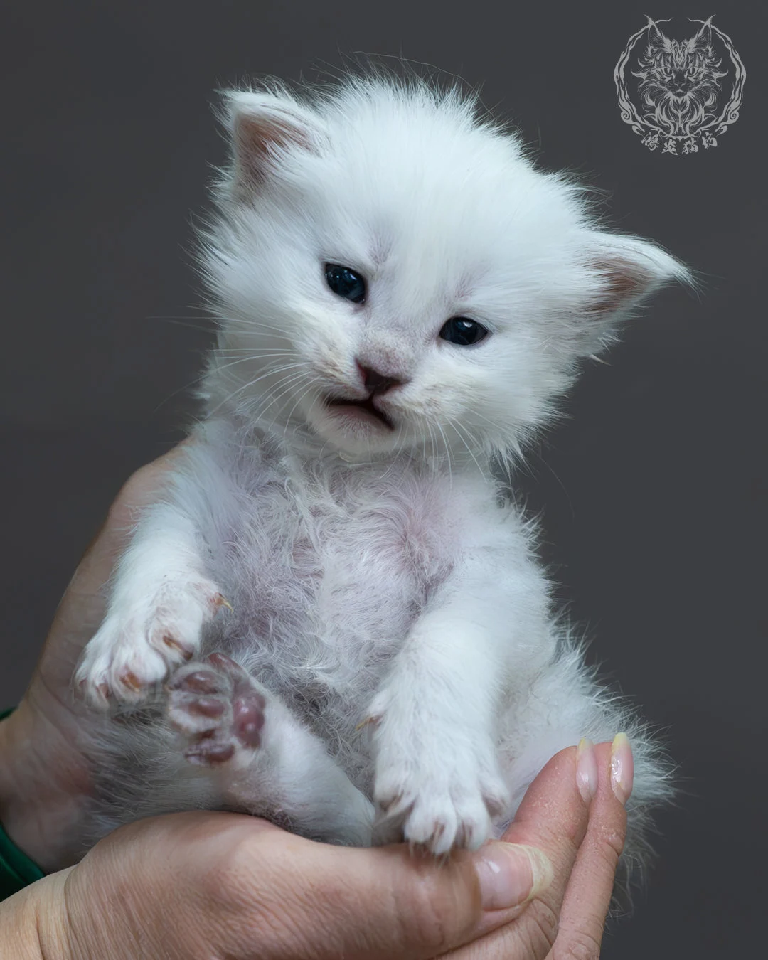 黑銀貝殼緬因貓 9