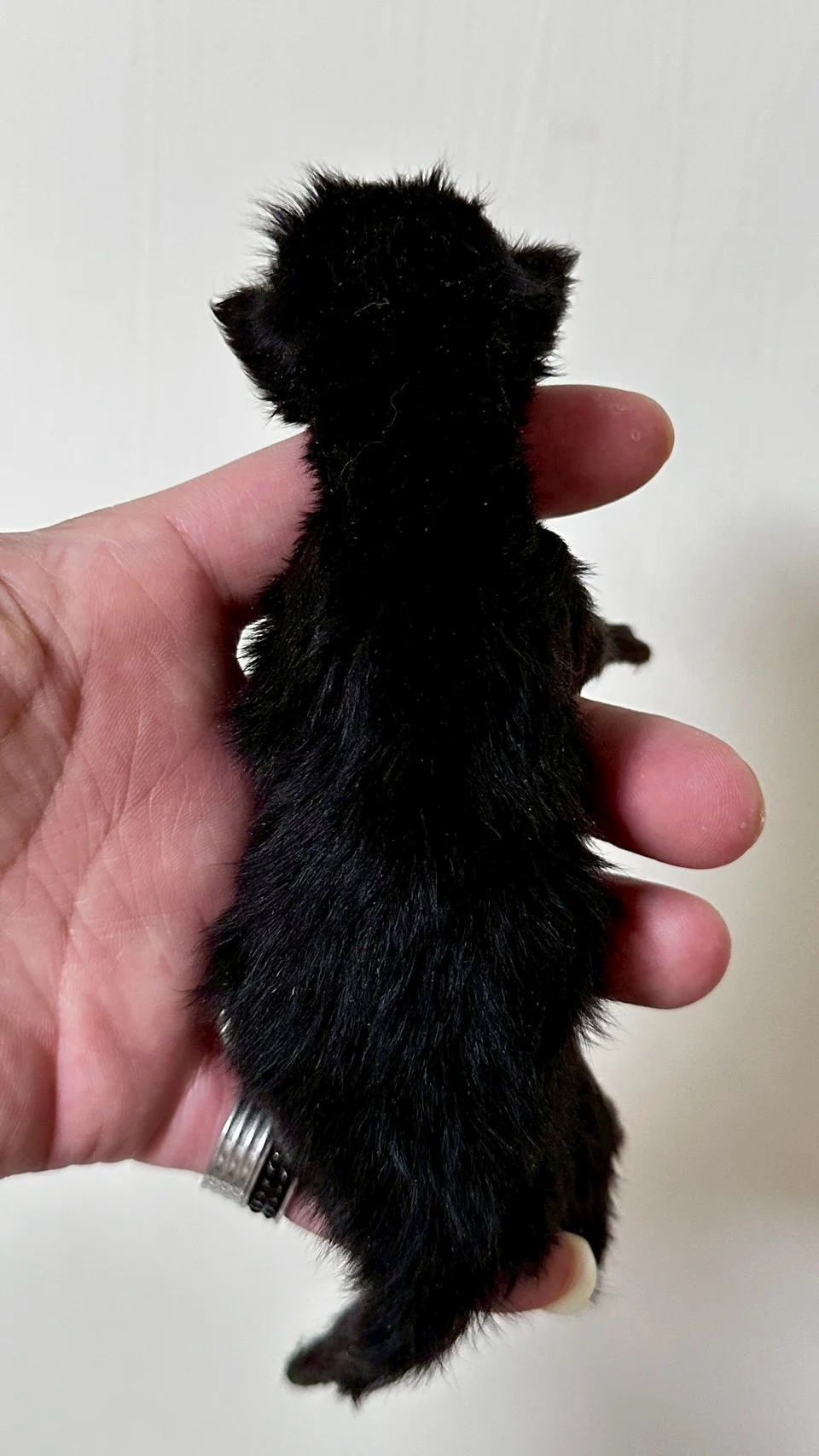 黑色緬因貓1天記錄