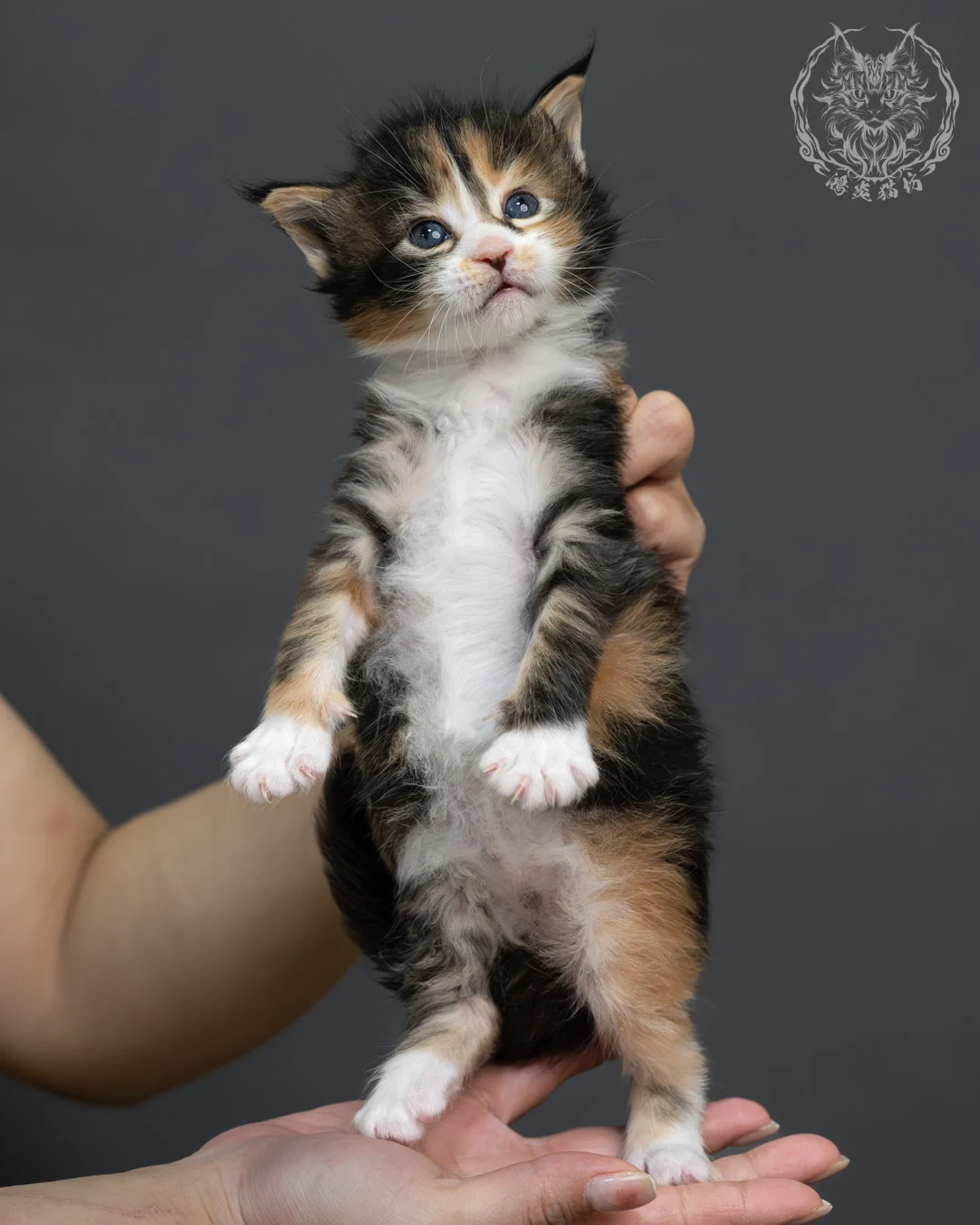 虎斑玳帽緬因貓 6