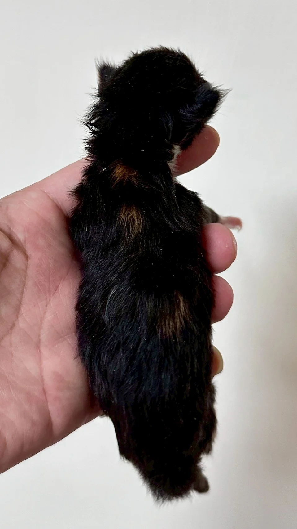 玳帽緬因貓1天記錄