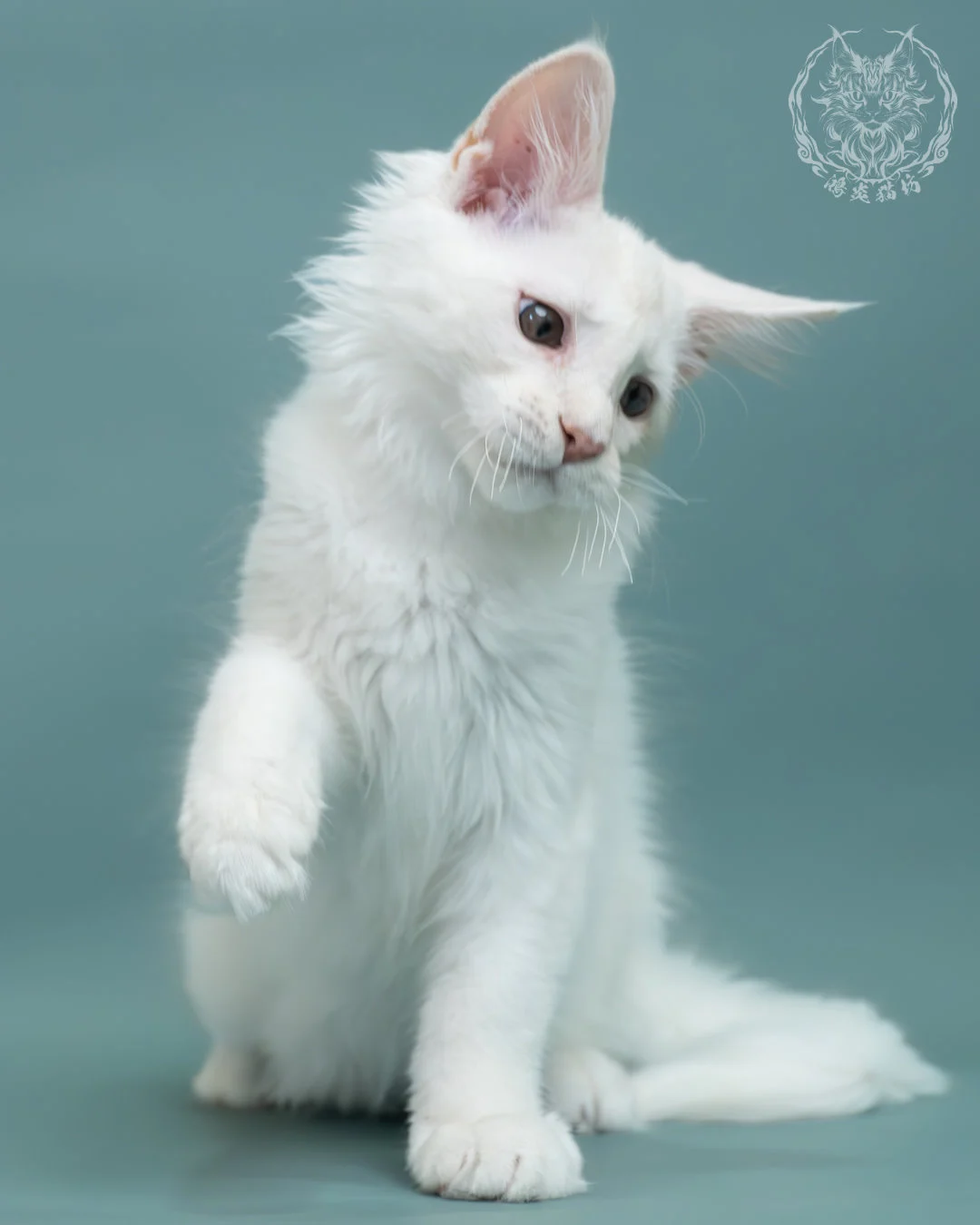 紅銀貝殼色緬因貓 2