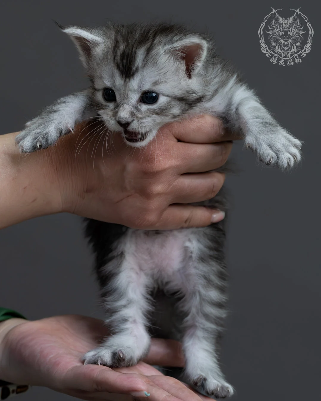 黑銀虎斑緬因貓 3