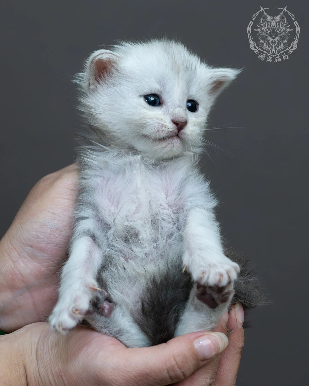 藍銀虎斑緬因貓 16