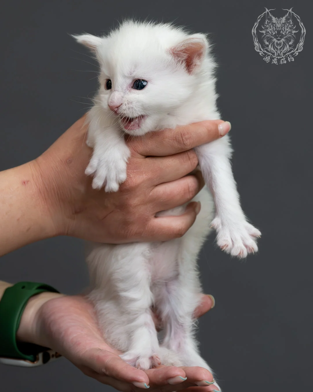 紅銀貝殼色緬因貓 6