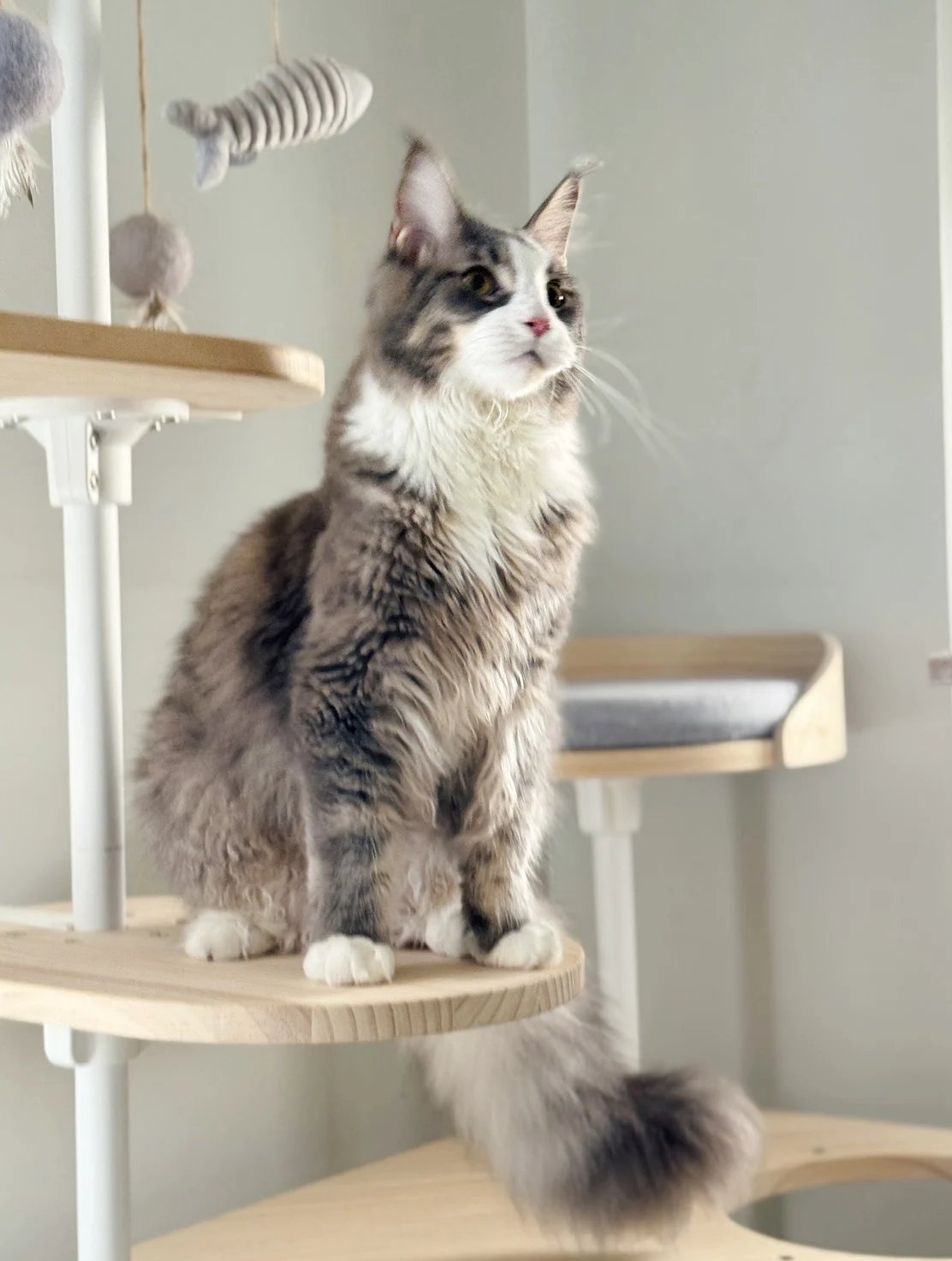 藍白賓士緬因貓