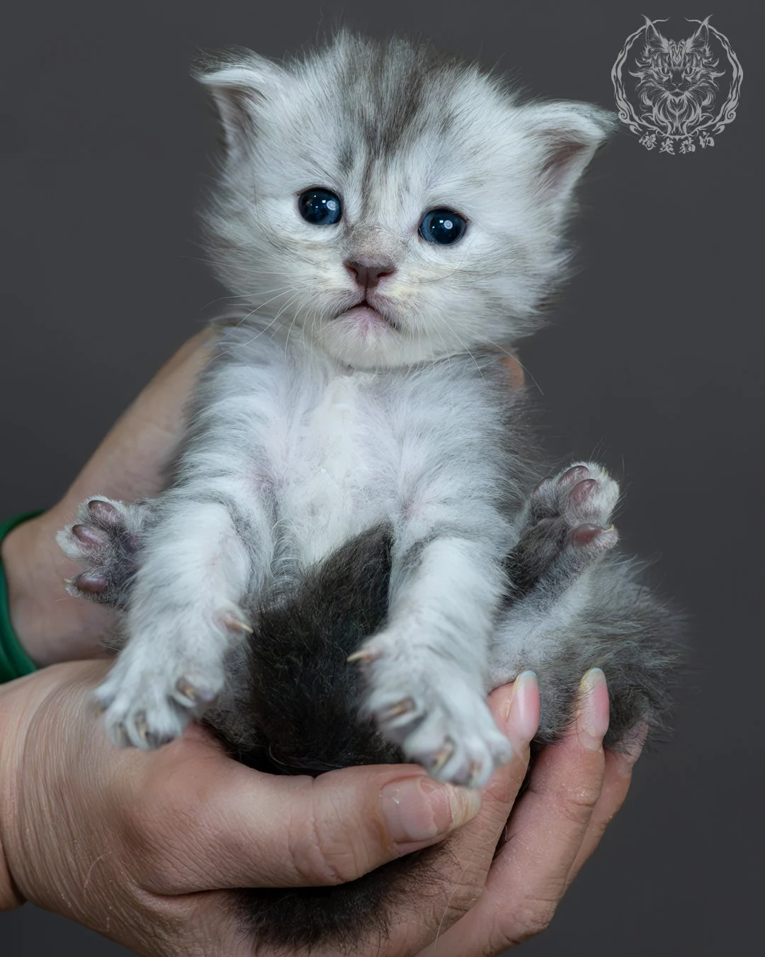 藍銀虎斑緬因貓 14