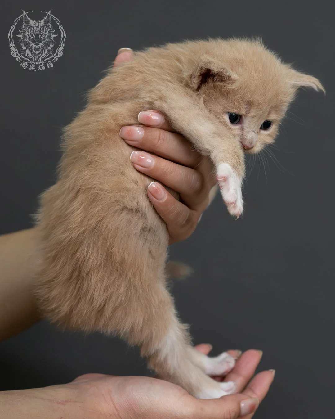 奶油虎斑緬因貓 12