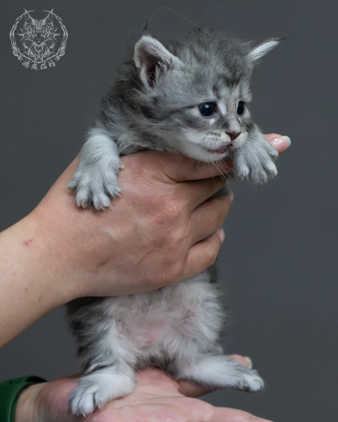 藍銀虎斑緬因貓 1