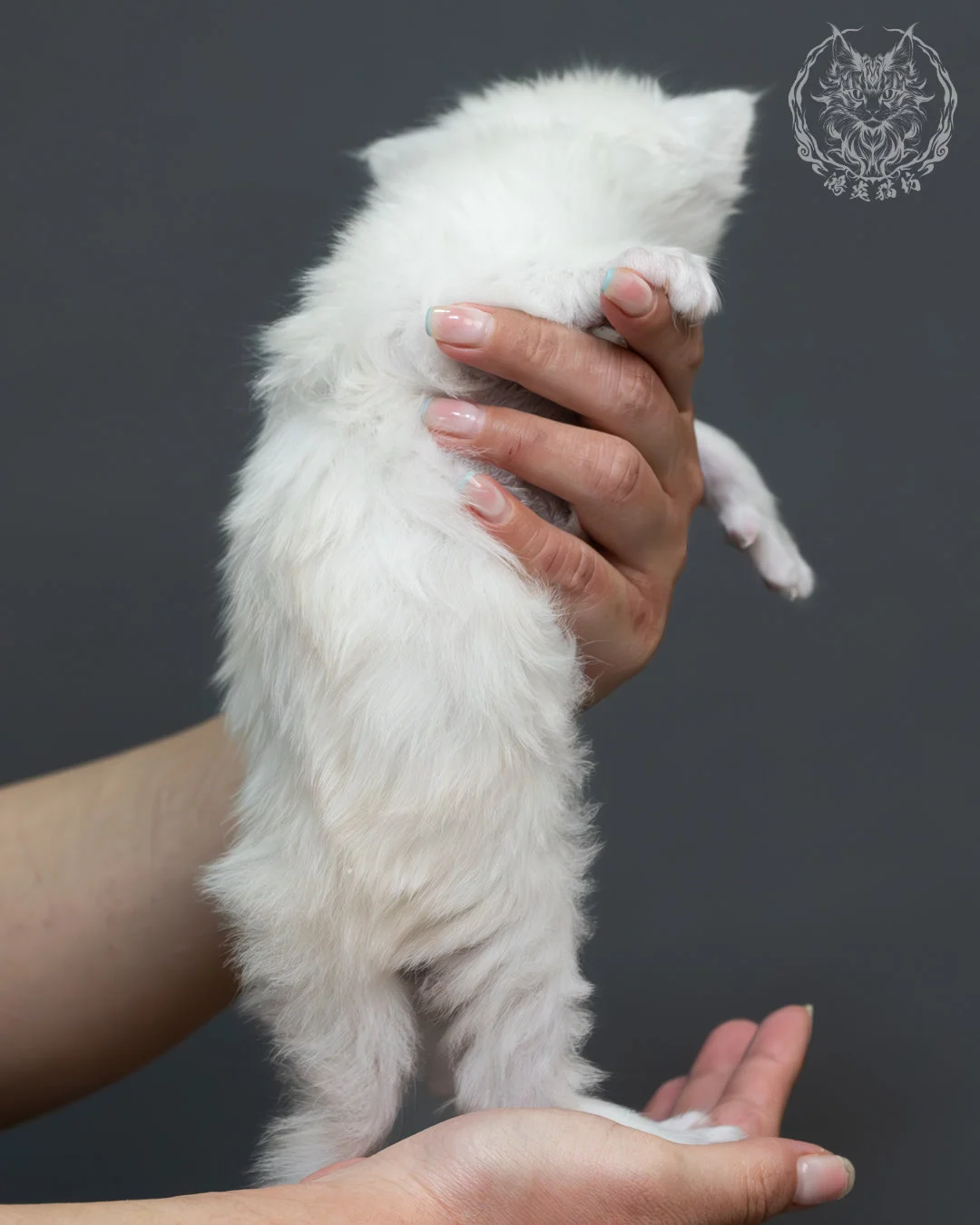 紅銀貝殼色緬因貓 7